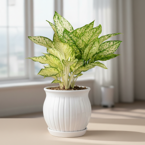 스노우사파이어