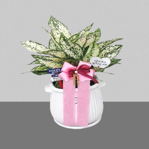 스노우사파이어