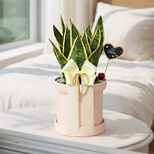 슈퍼바(산세베리아)