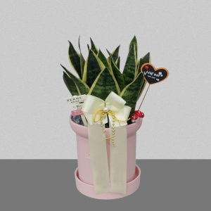 슈퍼바(산세베리아)