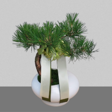 소나무분재(흰분)