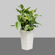 뱅갈고무나무1호