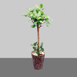 뱅갈고무나무2호