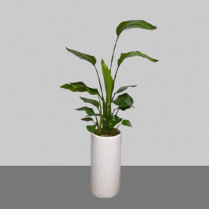 여인초(극락조)