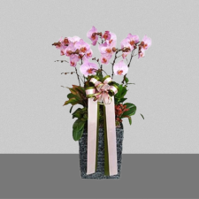 핑크미니호접2호