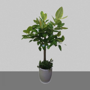 뱅갈고무나무3호