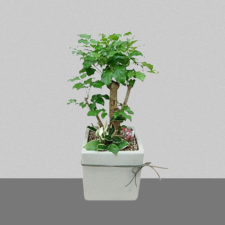 행복나무1호[해피트리]