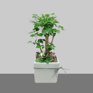 행복나무1호[해피트리]