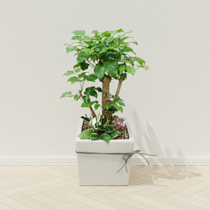 행복나무1호[해피트리]