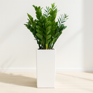 금전수3호[흰분]