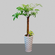 행복나무2호[해피트리]