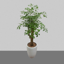 행복나무3호[해피트리]