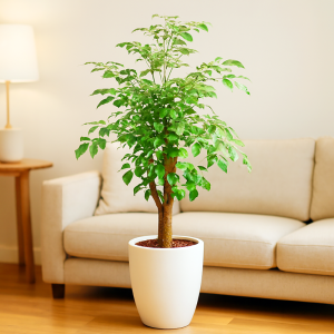 행복나무3호[해피트리]