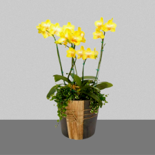 미니호접란엘로우