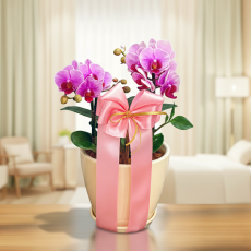 핑크미니호접1호