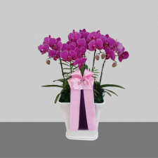 핑크호접란 3호