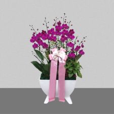 만천홍[미니호접]3호