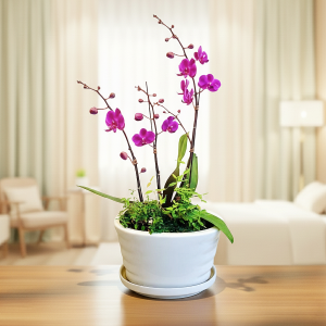 만천홍[미니호접]1호