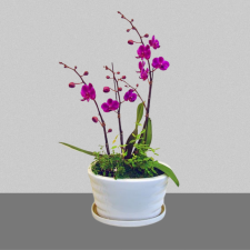 만천홍[미니호접]1호